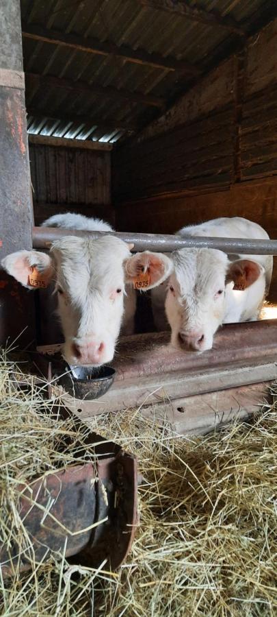 Mariahoeve Farm stay